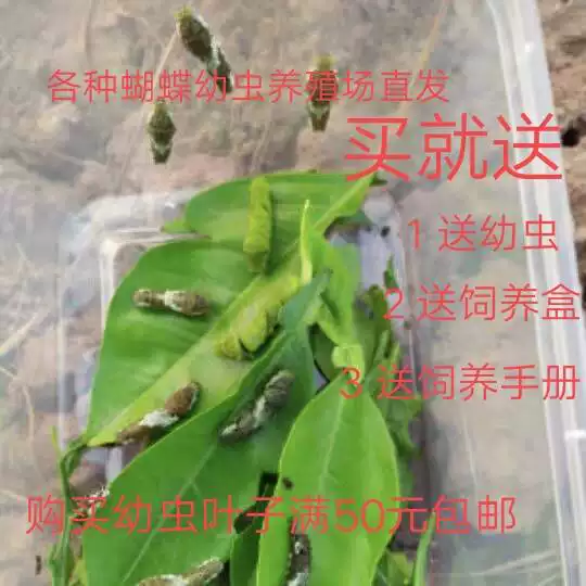 蝴蝶幼虫蚕宝宝蚕茧蛹柑橘凤蝶幼虫单品种3条起发货孩子科普观察